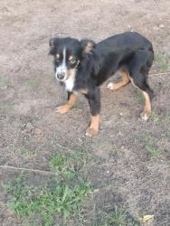 Lost Female Dog last seen Hwy 724, Tyler, TX 75704