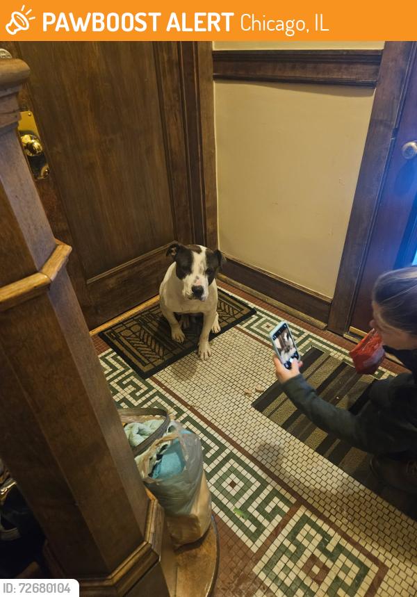 Found/Stray Male Dog last seen Broadway and Briar, Chicago, IL 60657