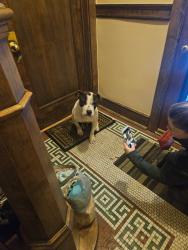 Found/Stray Male Dog last seen Broadway and Briar, Chicago, IL 60657