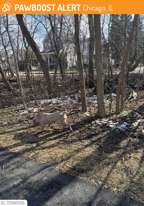 Found/Stray Female Dog last seen Ted lechowicz woods, Chicago, IL 60646