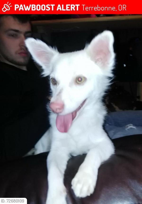 Lost Male Dog last seen Heritage hse , Terrebonne, OR 97760