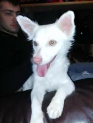 Lost Male Dog last seen Heritage hse , Terrebonne, OR 97760