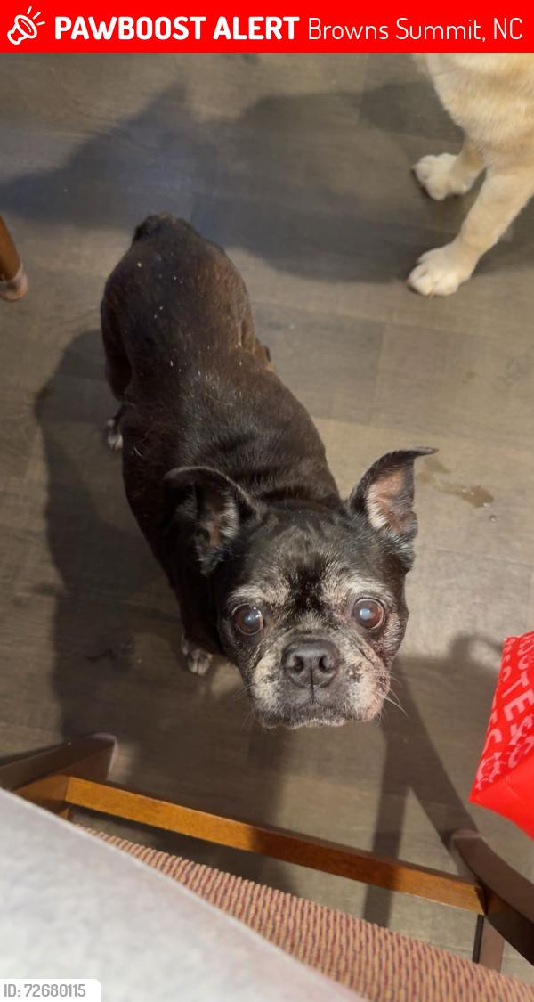 Lost Female Dog last seen Brown summit , Browns Summit, NC 27214