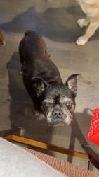 Lost Female Dog last seen Brown summit , Browns Summit, NC 27214