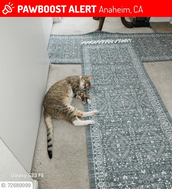 Lost Female Cat last seen Canyon Rim & E. Via Corral, Anaheim, CA 92807