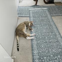 Lost Female Cat last seen Canyon Rim & E. Via Corral, Anaheim, CA 92807