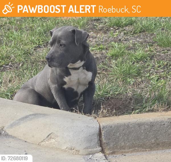 Found/Stray Unknown Dog last seen bradford crossing neighborhood, Roebuck, SC 29376