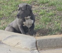 Found/Stray Unknown Dog last seen bradford crossing neighborhood, Roebuck, SC 29376