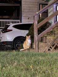 Found/Stray Unknown Cat last seen W. Woodbine Ave & Andrews Ave, Kirkwood, MO 63122