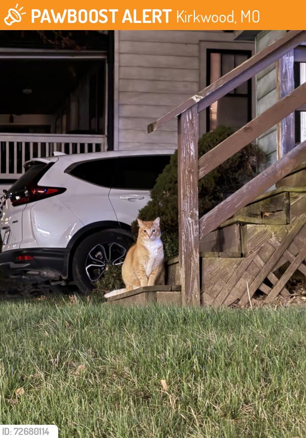 Found/Stray Unknown Cat last seen W. Woodbine Ave & Andrews Ave, Kirkwood, MO 63122
