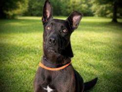 Shelter Stray Male Dog last seen BUCKHAM SPRINGS RD, Bonita, CA 91902