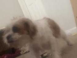Found/Stray Unknown Dog last seen Grant road, Ellenwood, GA 30294