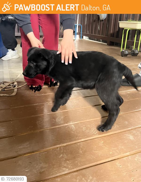 Found/Stray Male Dog last seen followed me  near lakeshore park , Dalton, GA 30719