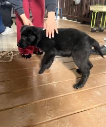Found/Stray Male Dog last seen followed me  near lakeshore park , Dalton, GA 30719