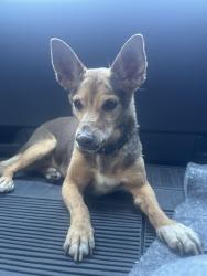 Found/Stray Male Dog last seen E Alyson Ave & s Downey rd, Los Angeles, CA 90023