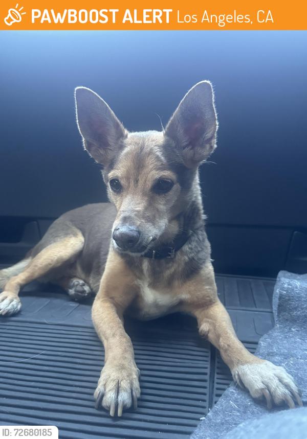 Found/Stray Male Dog last seen E Alyson Ave & s Downey rd, Los Angeles, CA 90023