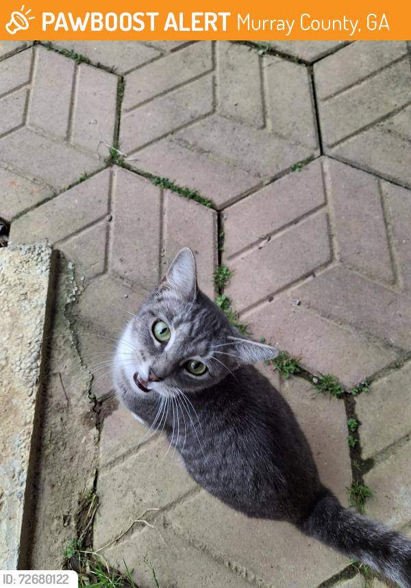 Found/Stray Male Cat last seen MODERN WAY/CLASSIC , Murray County, GA 30705