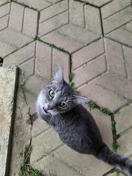 Found/Stray Male Cat last seen MODERN WAY/CLASSIC , Murray County, GA 30705