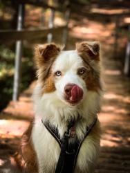 Found/Stray Unknown Dog last seen High road , Tallahassee, FL 32303
