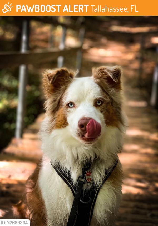 Found/Stray Unknown Dog last seen High road , Tallahassee, FL 32303