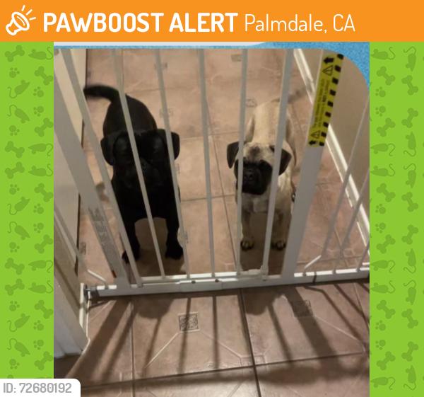 Found/Stray Unknown Dog last seen 47th and R8 East Palmdale ca, Palmdale, CA 93552
