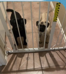 Found/Stray Unknown Dog last seen 47th and R8 East Palmdale ca, Palmdale, CA 93552