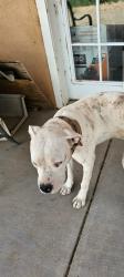 Lost Male Dog last seen Santa Ana Star Casino, Bernalillo Area, Bernalillo, NM 87043