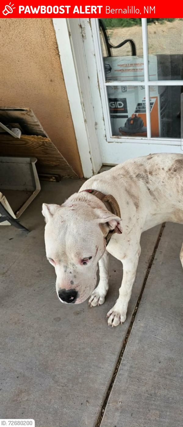 Lost Male Dog last seen Santa Ana Star Casino, Bernalillo Area, Bernalillo, NM 87043