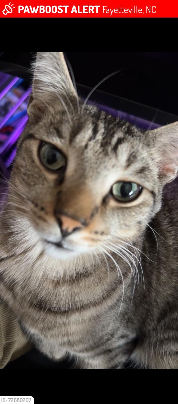 Lost Male Cat last seen Cliffdale, Fayetteville, NC 28314