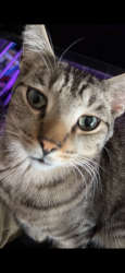 Lost Male Cat last seen Cliffdale, Fayetteville, NC 28314