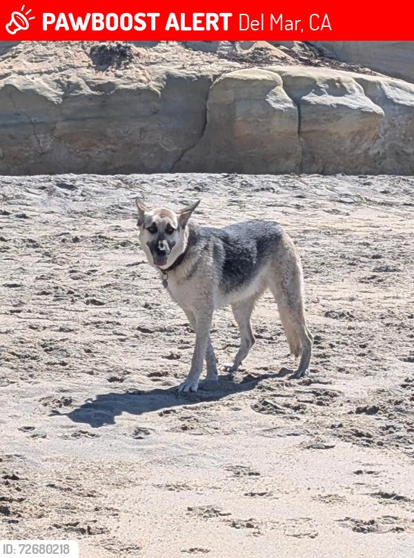 Lost Female Dog last seen Del Mar Dog Beach, Del Mar, CA 92014