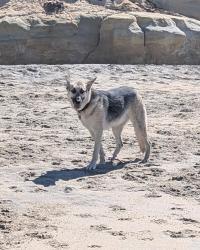 Lost Female Dog last seen Del Mar Dog Beach, Del Mar, CA 92014