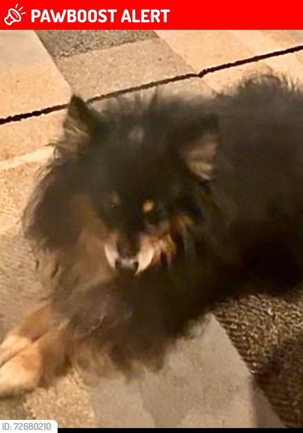 Lost Male Dog last seen SR 13, Turkey Creek Township, IN 46567