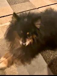 Lost Male Dog last seen SR 13, Turkey Creek Township, IN 46567