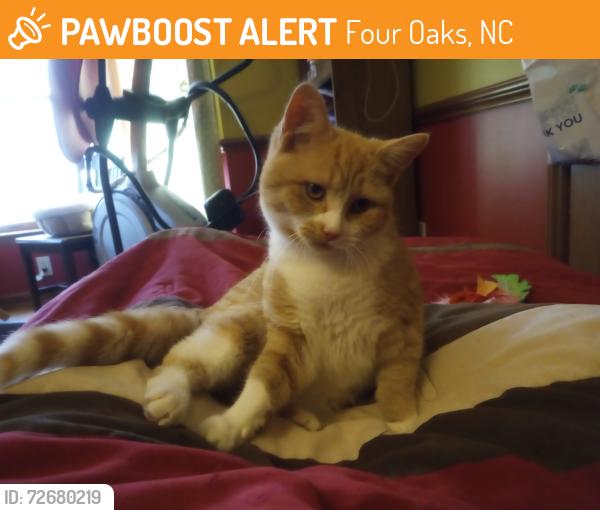 Found/Stray Female Cat last seen McDonalds, Four Oaks, NC 27524