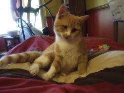Found/Stray Female Cat last seen McDonalds, Four Oaks, NC 27524