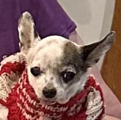 Lost Male Dog last seen Border and Collin’s, Arlington, TX 76010