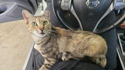 Lost Female Cat last seen Northview St and Holly Springs Rd, Lyman, SC 29365
