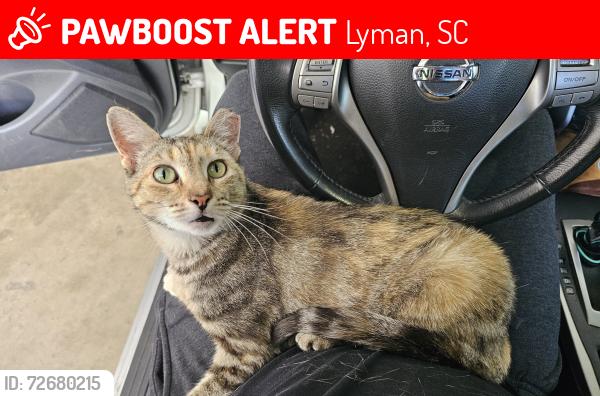 Lost Female Cat last seen Northview St and Holly Springs Rd, Lyman, SC 29365