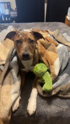 Lost Female Dog last seen Near Whitecloud , Boise, ID 83709