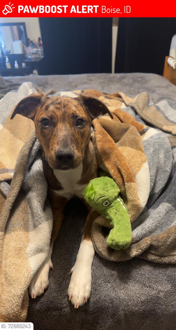 Lost Female Dog last seen Near Whitecloud , Boise, ID 83709