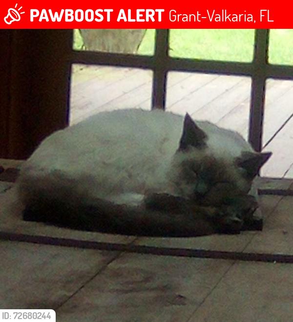 Lost Male Cat last seen Sand point road grant valkria , Grant-Valkaria, FL 32949