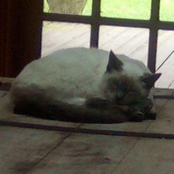 Lost Male Cat last seen Sand point road grant valkria , Grant-Valkaria, FL 32949