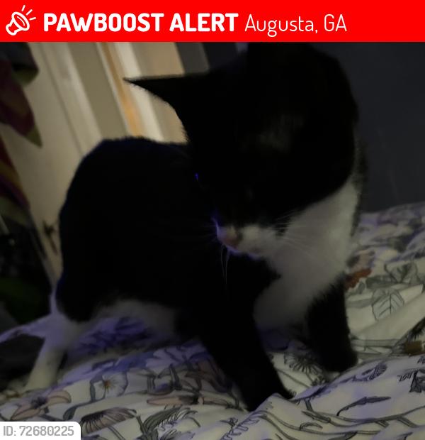 Lost Male Cat last seen Behind ARC, Augusta, GA 30904