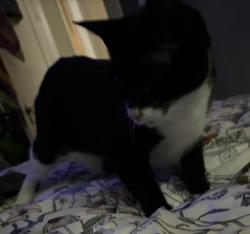 Lost Male Cat last seen Behind ARC, Augusta, GA 30904