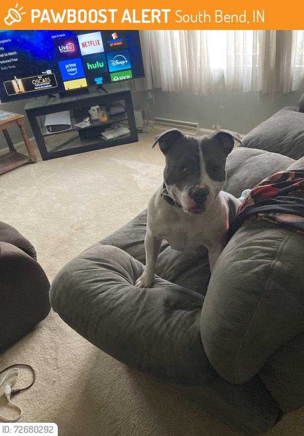 Found/Stray Female Dog last seen Navarre Intermediate, South Bend, IN 46619