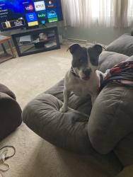 Found/Stray Female Dog last seen Navarre Intermediate, South Bend, IN 46619
