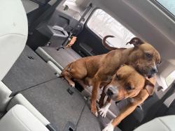 Found/Stray Male Dog last seen Near , Fort Lauderdale, FL 33317
