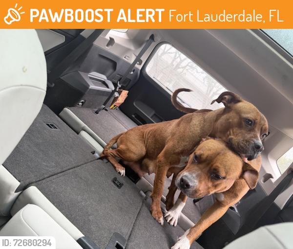 Found/Stray Male Dog last seen Near , Fort Lauderdale, FL 33317