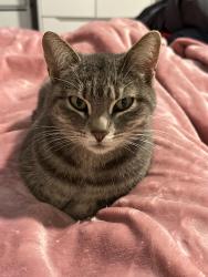 Lost Female Cat last seen Jewetta , Bakersfield, CA 93312